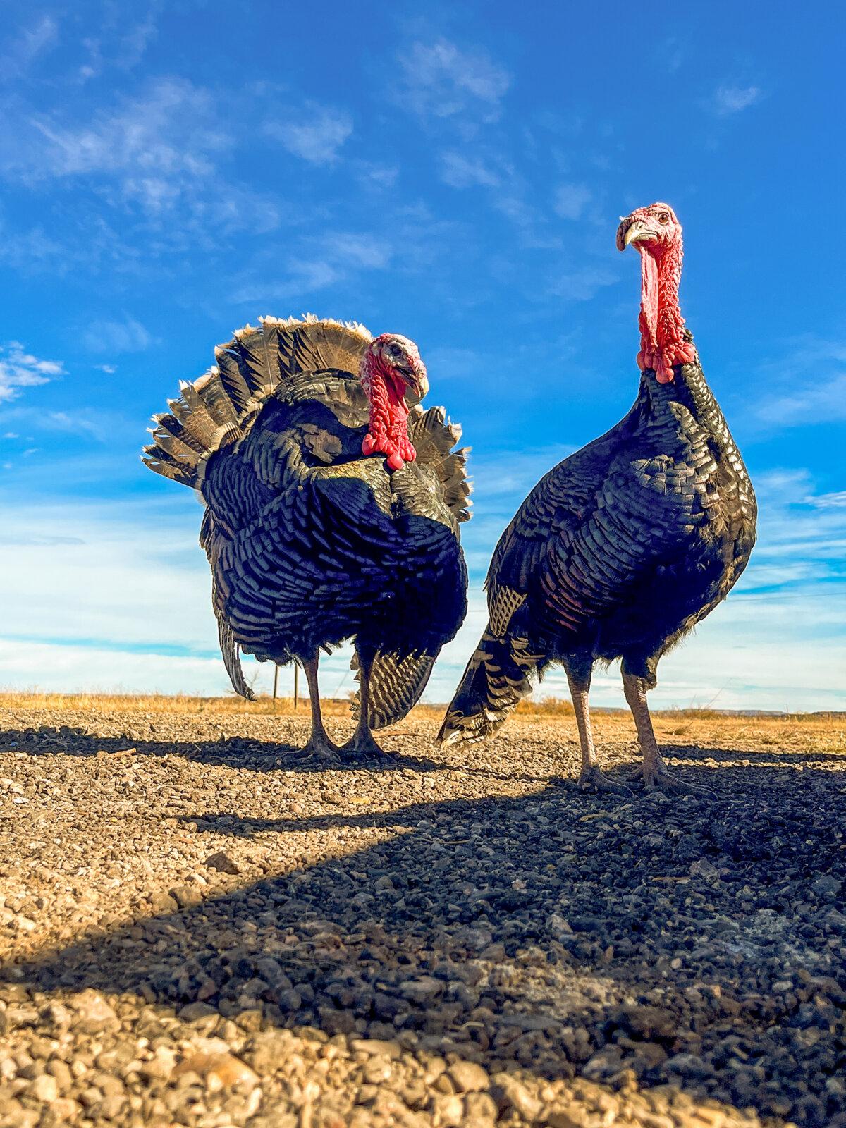 Turkeys on Route 66 in Newkirk, New Mexico on Nov. 13, 2025. (Christopher Reynolds/Los Angeles Times/TNS)