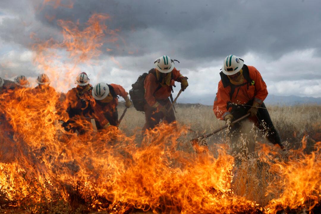 CASTAIC, CALIFORNIA - MAY 27: California Department of Corrections and Rehabilitation (CDCR) inmate firefighters use hand tools to battle a grass fire during a live fire wildland training exercise at Castaic Lake on May 27, 2026 in Castaic, California. Los Angeles County firefighters trained CDCR inmate hand crews in wildland firefighting techniques ahead of California’s fire season. (Photo by Justin Sullivan/Getty Images)