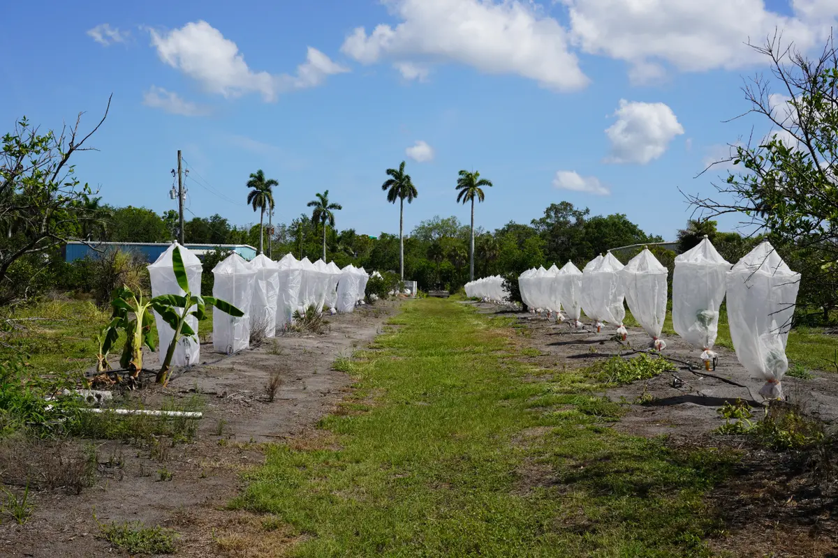 How a Tiny Insect Decimated Florida’s Citrus, and What Orchardists Are Doing About It