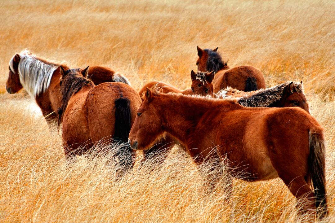 New Book Explores the Rugged Adaptability of Sable Island, NS’s Wild Horses