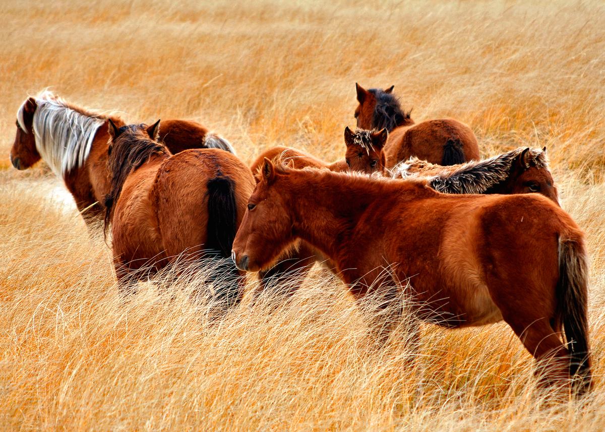 New Book Explores the Rugged Adaptability of Sable Island, NS’s Wild Horses