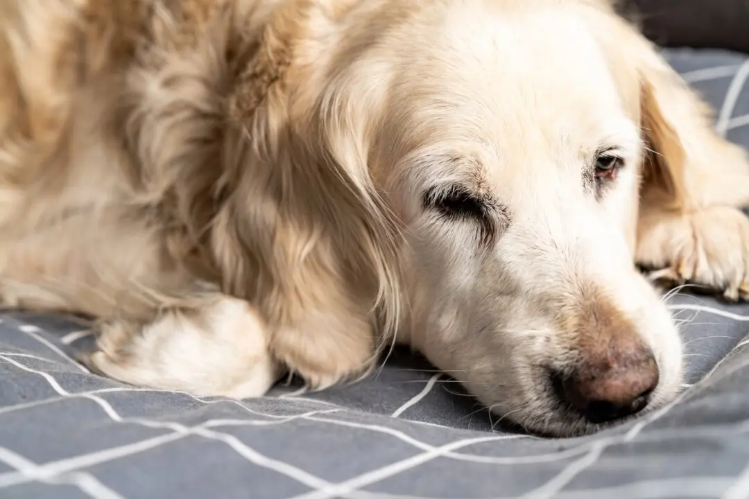 Canine Influenza Very Contagious