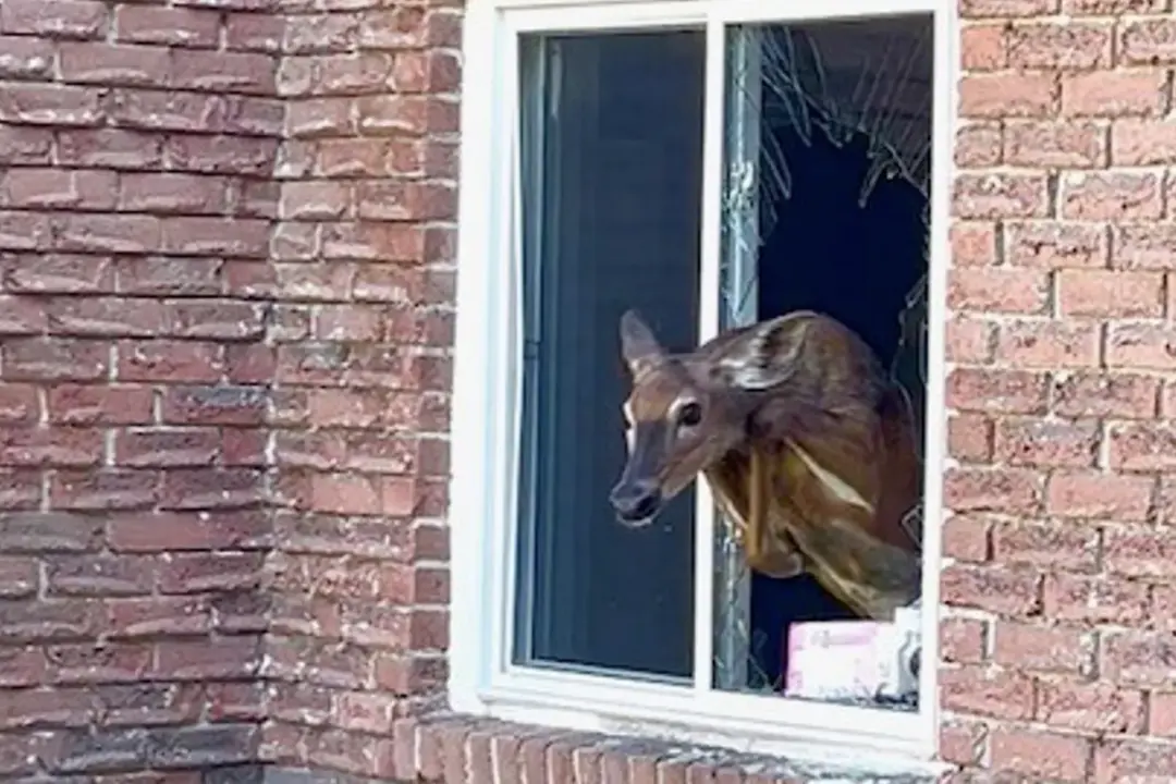 Rude Awakening: Deer Breaks Into Ontario Bedroom Through Window