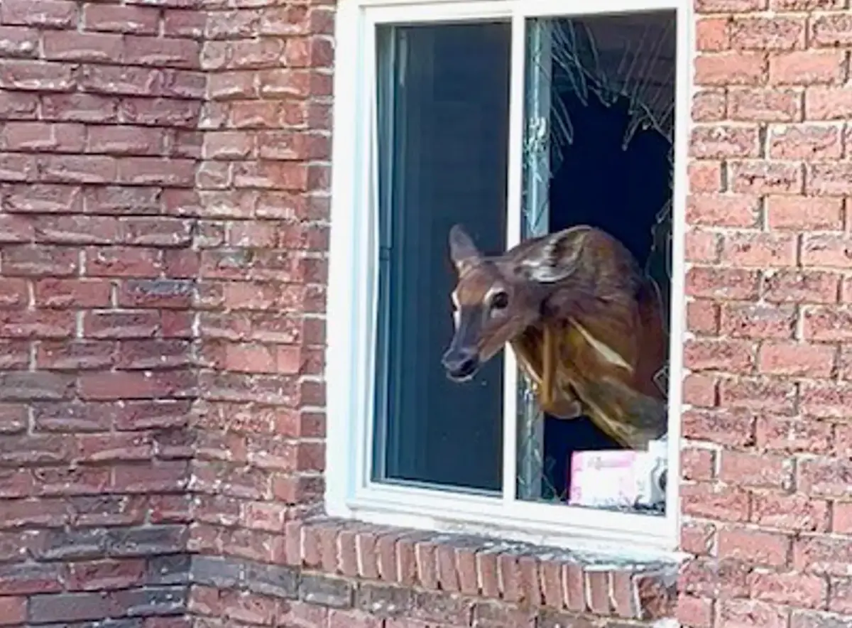 Rude Awakening: Deer Breaks Into Ontario Bedroom Through Window