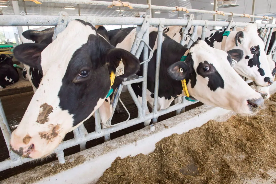 Agriculture Minister Reappoints Canadian Dairy Commission CEO Benoit Basillais