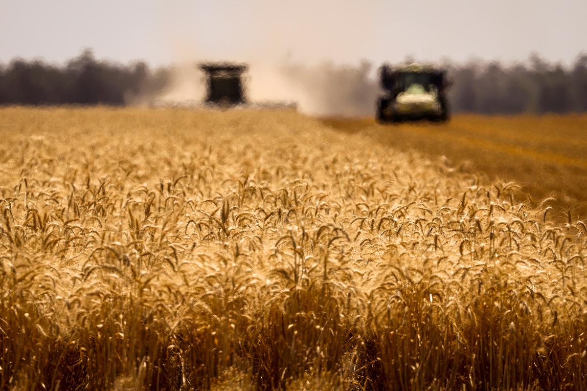 Australia’s Winter Crop Output Forecast to Fall 21 Percent Amid Middle East Conflict