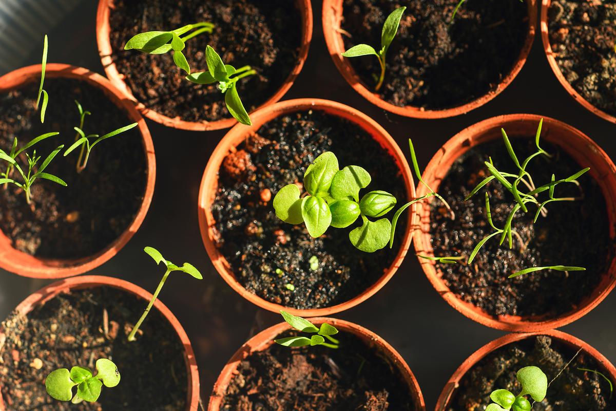 Removing early blossoms on young transplants can encourage root development so they can thrive in the new soil. (Jordan Lye/Getty Images)