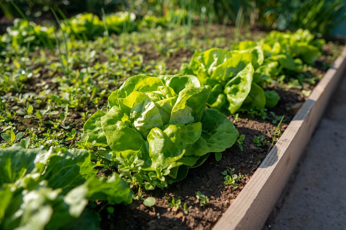 Leaf lettuce germinates quickly and can be harvested in as little as 30 to 45 days, making it a common entry crop for beginner gardeners. (Tomas Bazant/Shutterstock)