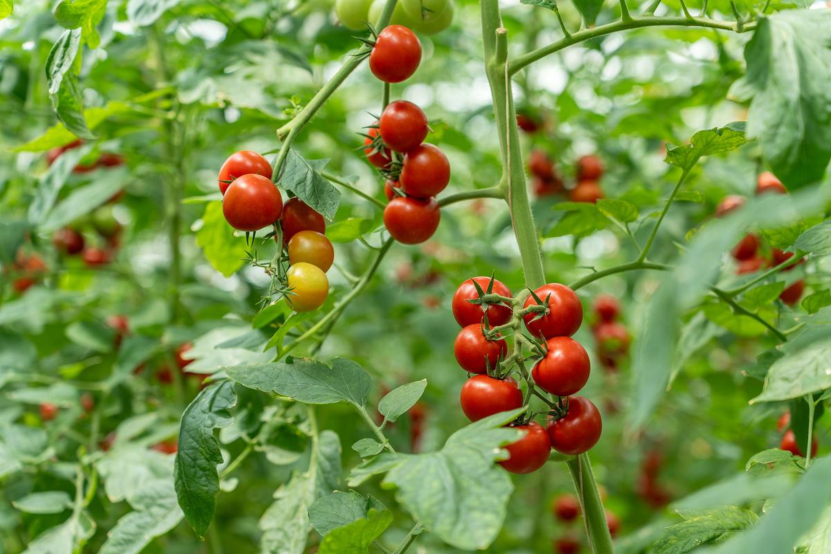 Cherry and grape tomatoes tend to produce continuously throughout the season because they ripen in smaller clusters. (szjphoto/Getty Images)