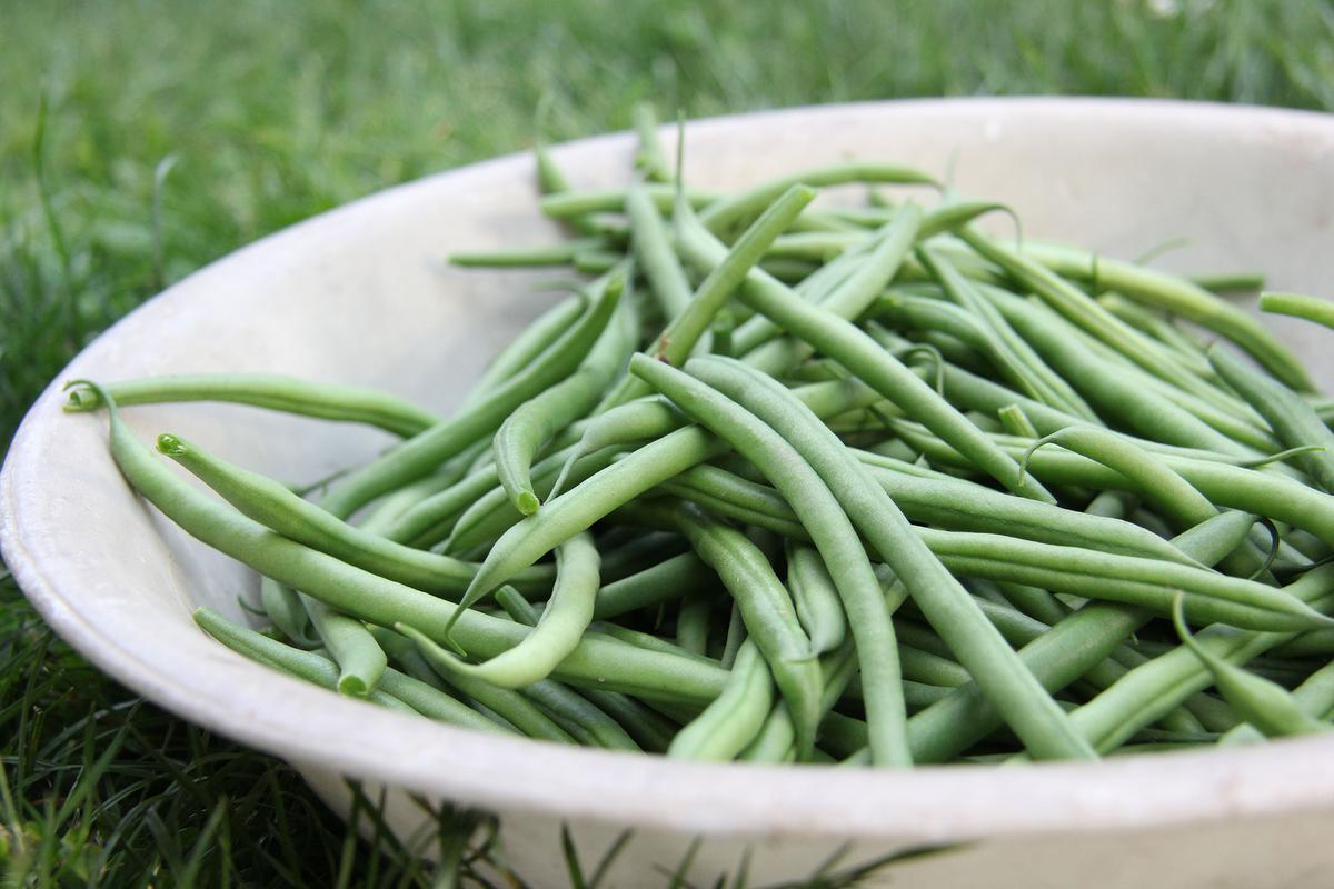 Pole beans use vertical growth to maximize space, making them especially useful in small or high-yield gardens. (Gobral/Pexels)