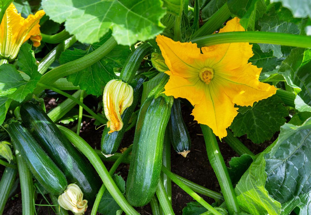Summer squash plants are known for rapid production, while winter squash varieties develop thicker skins that allow them to be stored for several months after harvest. (romiri/Shutterstock)