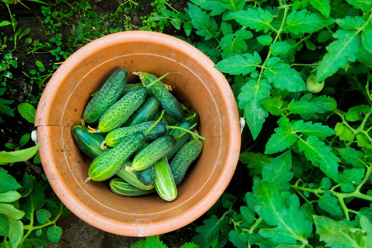 Cucumbers can be harvested at different times depending on their intended use. Pickling varieties are typically harvested smaller than slicing varieties so they will maintain firmness and texture in brine solutions. (Aleksander Rubtsov/Getty Images)