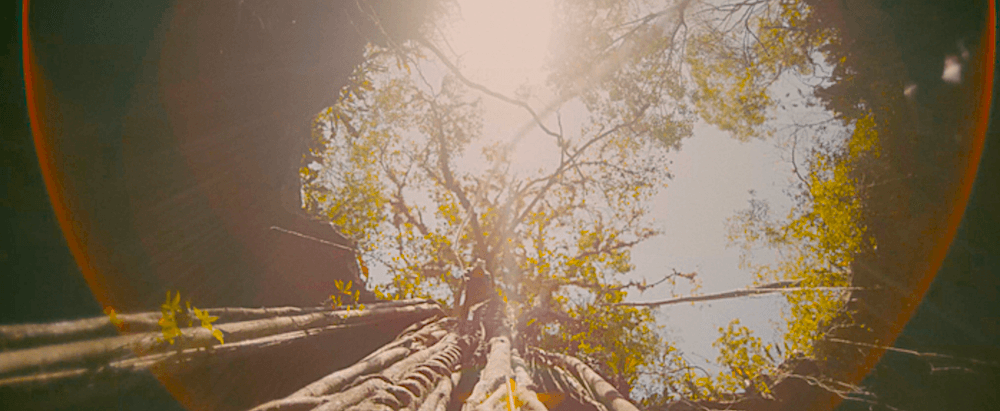 Archaeologist Fátima Tec Pool and her team rappelling down giant tree roots into a cave entrance in "Underland." (Oscilloscope Laboratories)