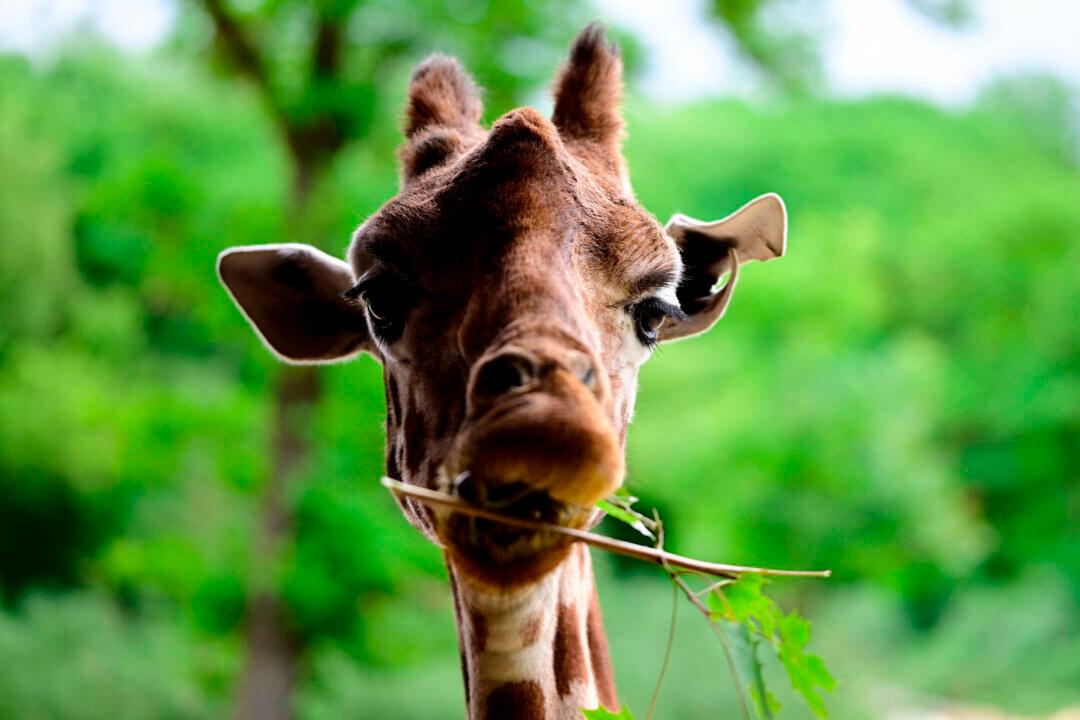 A giraffe chews on a branch in its enclosure at the Berlin Tierpark zoo in Berlin on June 5, 2026. (Photo by Tobias SCHWARZ / AFP via Getty Images)