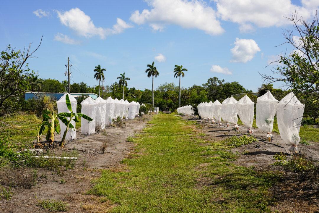 (Top) Lifelong citrus farmer Sidney Tillett lifts the protective mesh canopy from a young sapling at his farm in Terra Ceia, Fla., on May 21, 2026. Tillett's grove has been in his family for four generations. (Bottom) Two rows of citrus trees grow under protective mesh bags at Sidney Tillett’s grove next to his market, The Citrus Place, in Terra Ceia, Florida, on May 21, 2026. An already tough market is adding strain for citrus growers statewide. (Jacob Burg/The Epoch Times)