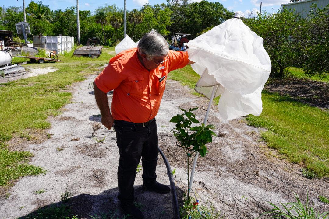 How a Tiny Insect Decimated Florida’s Citrus, and What Orchardists Are Doing About It
