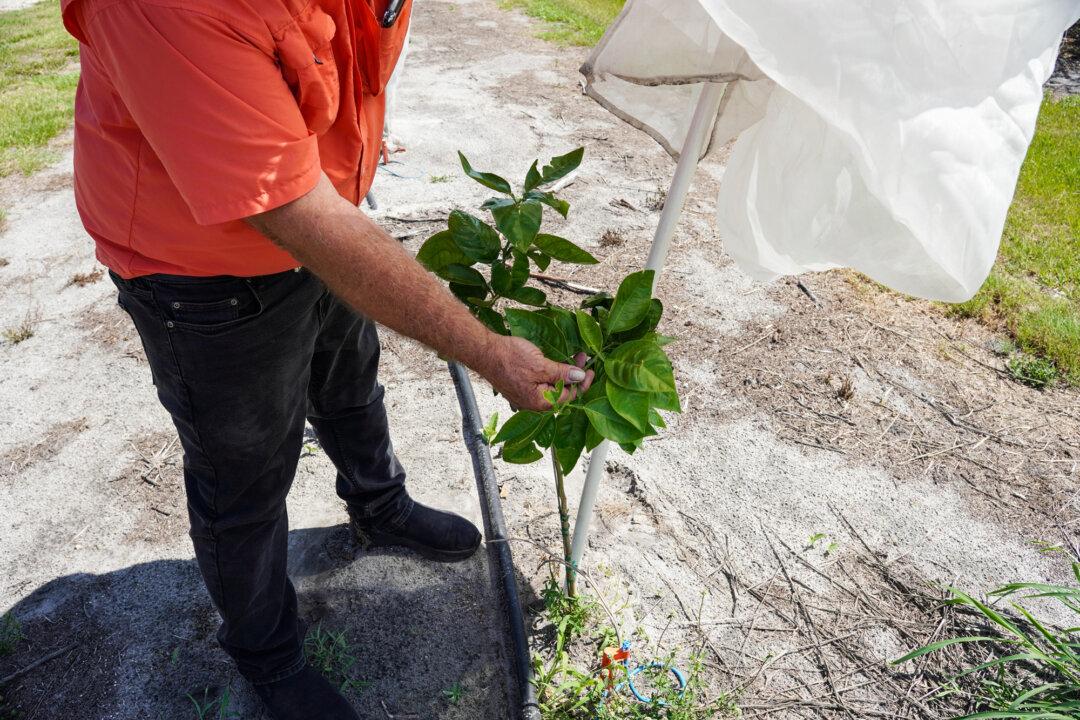 Lifelong citrus farmer Sidney Tillett lifts the protective mesh canopy from a young sapling at his farm in Terra Ceia, Florida, on May 21, 2026. Tillett recalls that 25-foot-tall citrus trees on the farm could sometimes produce 1,000 pounds of fruit in a single season. (Jacob Burg/The Epoch Times)