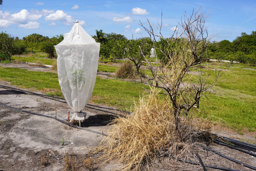 How a Tiny Insect Decimated Florida’s Citrus, and What Orchardists Are Doing About It