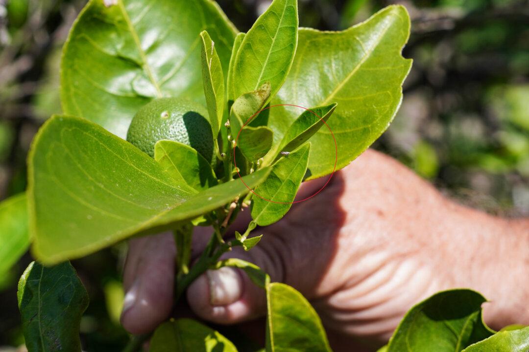 (Left) The Asian citrus psyllid, spreader of a bacterial infection known as citrus greening, can be seen on an orange tree at Sidney Tillett's farm in Terra Ceia, Fla., on May 21, 2026. The invasive insect has decimated the state’s orange industry in just two decades. (Right) An Asian citrus psyllid can be seen on an orange tree at Sidney Tillett's farm in Terra Ceia, Fla., on May 21, 2026. About the size of an aphid, the insect feeds on citrus tree leaves. (Jacob Burg/The Epoch Times)