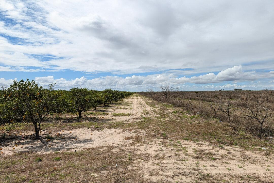 A plot of healthy orange trees is seen next to a large field of dead orange trees at a farm in Bartow, Florida, on March 3, 2026. Even before the recent energy cost hike, greening had already ballooned the price of growing oranges in Florida. (Jacob Burg/The Epoch Times)