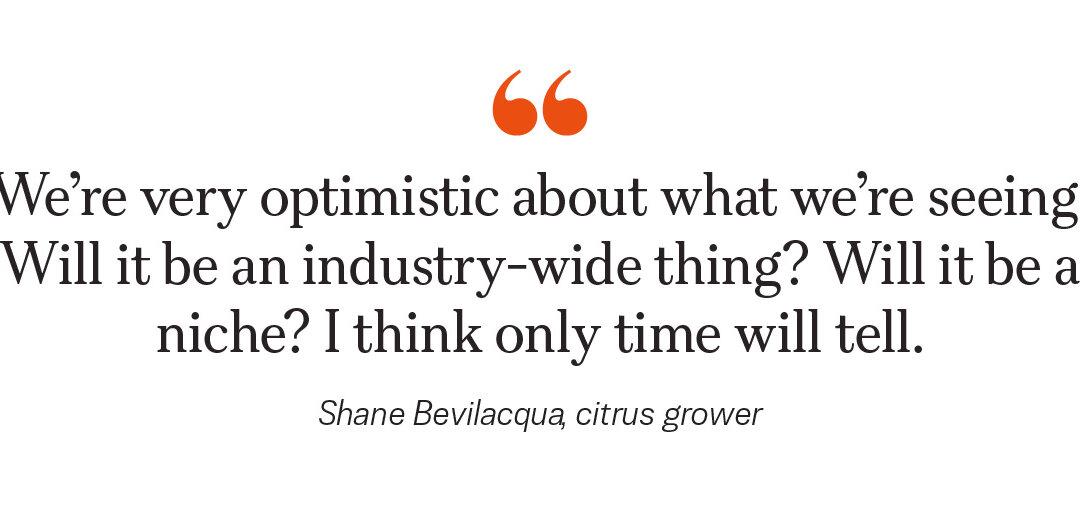 How a Tiny Insect Decimated Florida’s Citrus, and What Orchardists Are Doing About It
