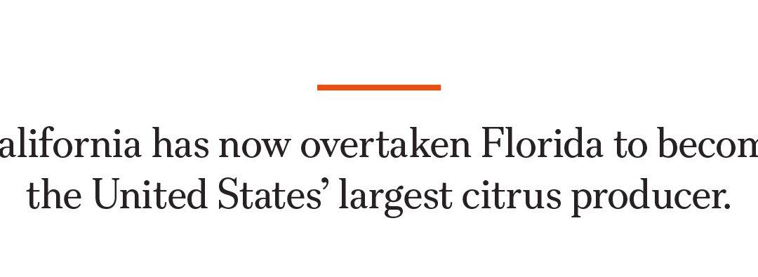 How a Tiny Insect Decimated Florida’s Citrus, and What Orchardists Are Doing About It