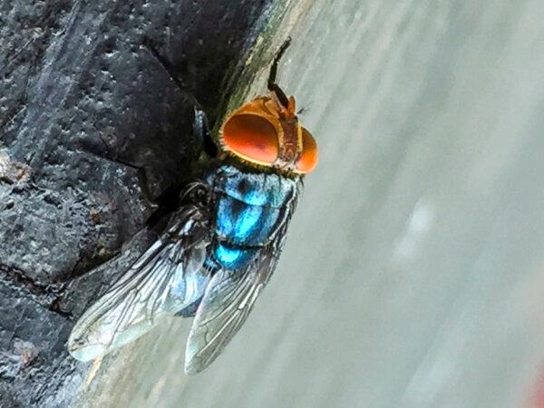 An adult New World screwworm fly in this undated photo. (Denise Bonilla/U.S. Department of Agriculture via AP)