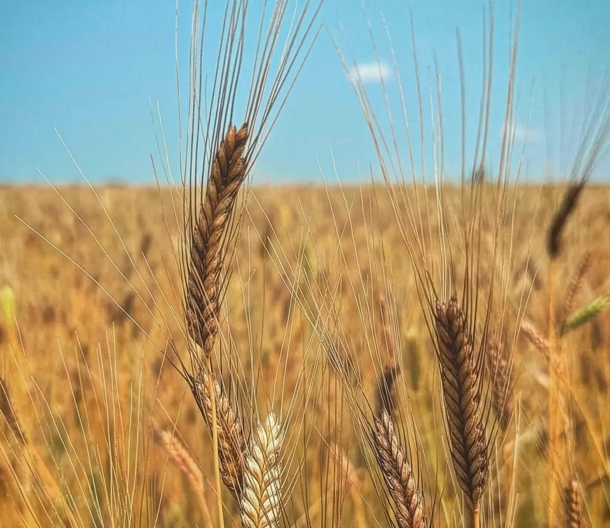 On a Mission to Revive America’s Heirloom Grains