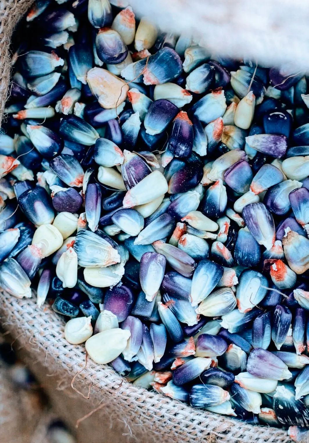 Farm and Sparrow processes landrace varieties of corn, meaning they are semi-wild and can adapt to their local environments. (Courtesy of David Bauer)