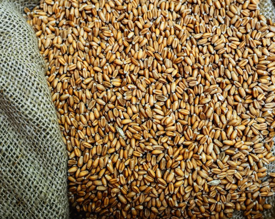 Turkey Red wheat first arrived in America via Ukrainian immigrants who settled in the Midwest. (Courtesy of David Bauer)