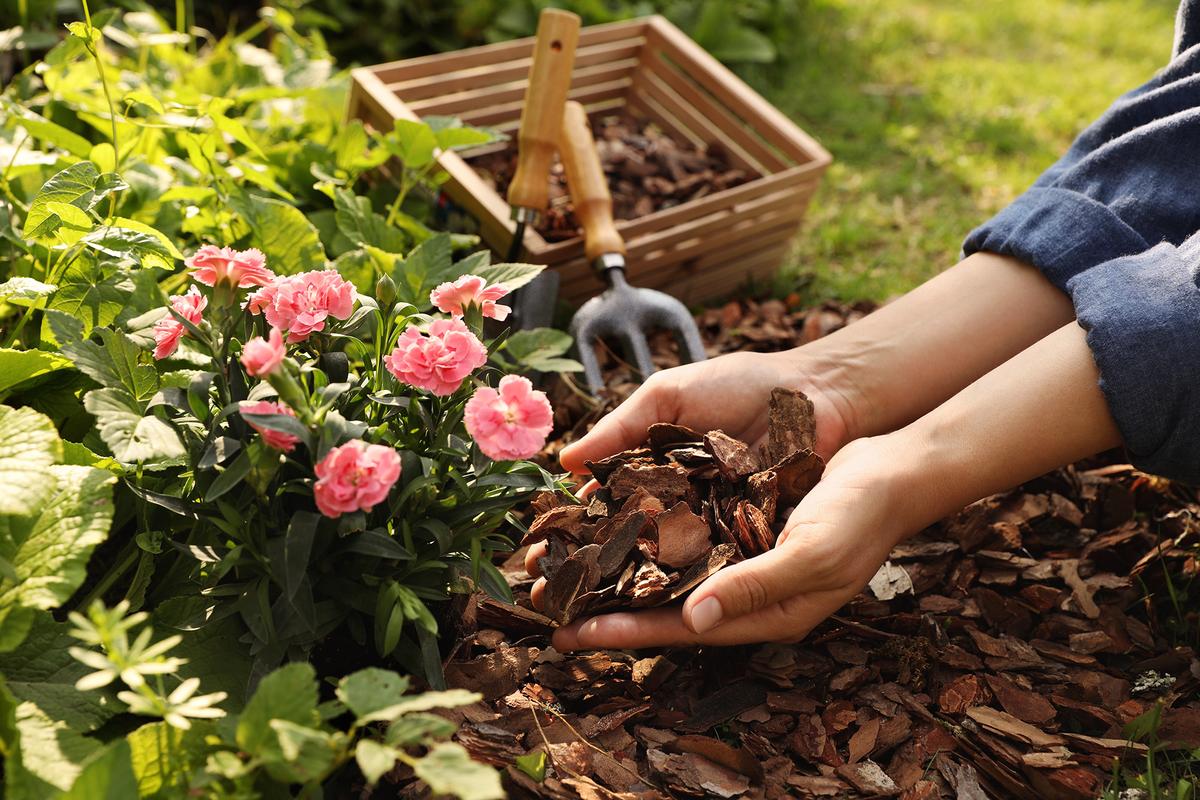 Organic mulch helps regulate soil temperature, reduce water evaporation, and suppress weed germination. (New Africa/Shutterstock)