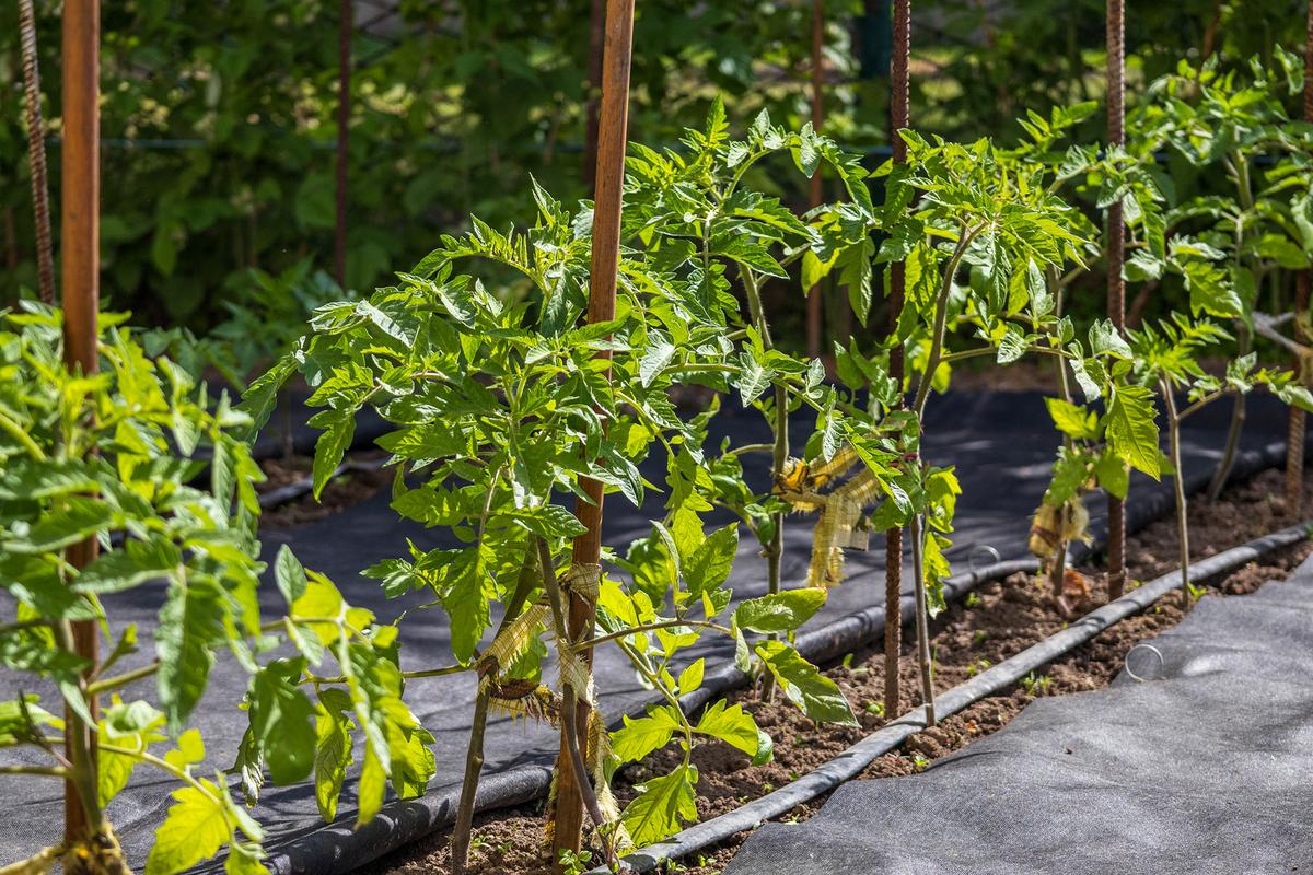 Staking plants before they become top-heavy helps prevent the stems from breaking. (Roman Bulatov/Getty Images)