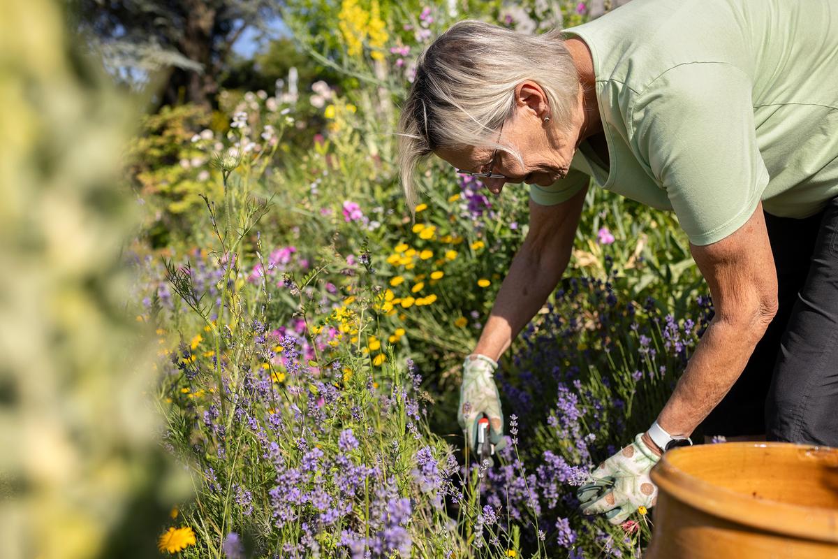 Timely pruning helps many shrubs conserve energy for next year's bud development. (Oliver Rossi/Getty Images)