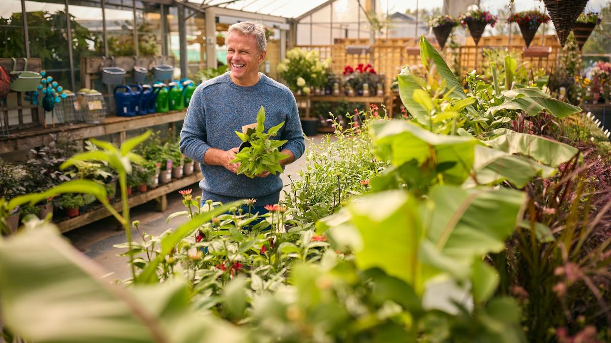 Tree-Buying Tips