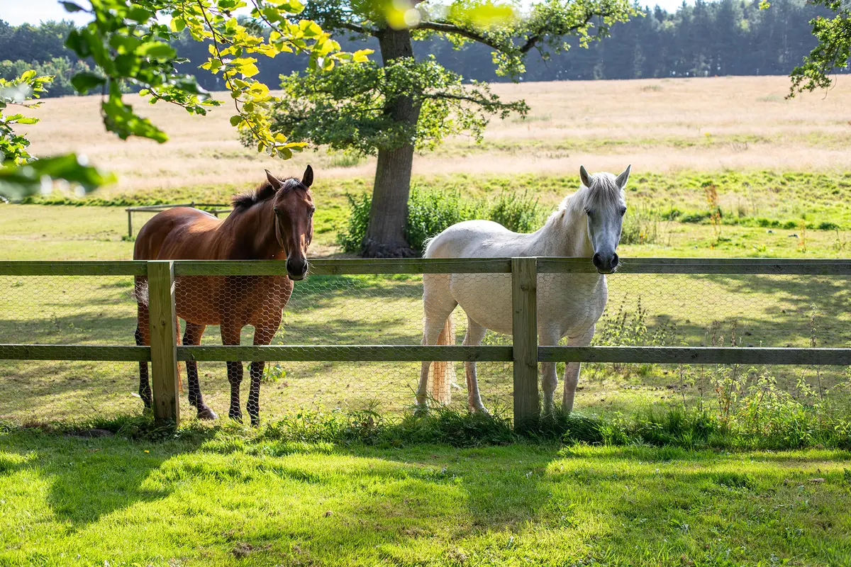 Well-built fencing is essential to protect livestock and prevent escapes. (Geraint Rowland Photography/Getty Images)
