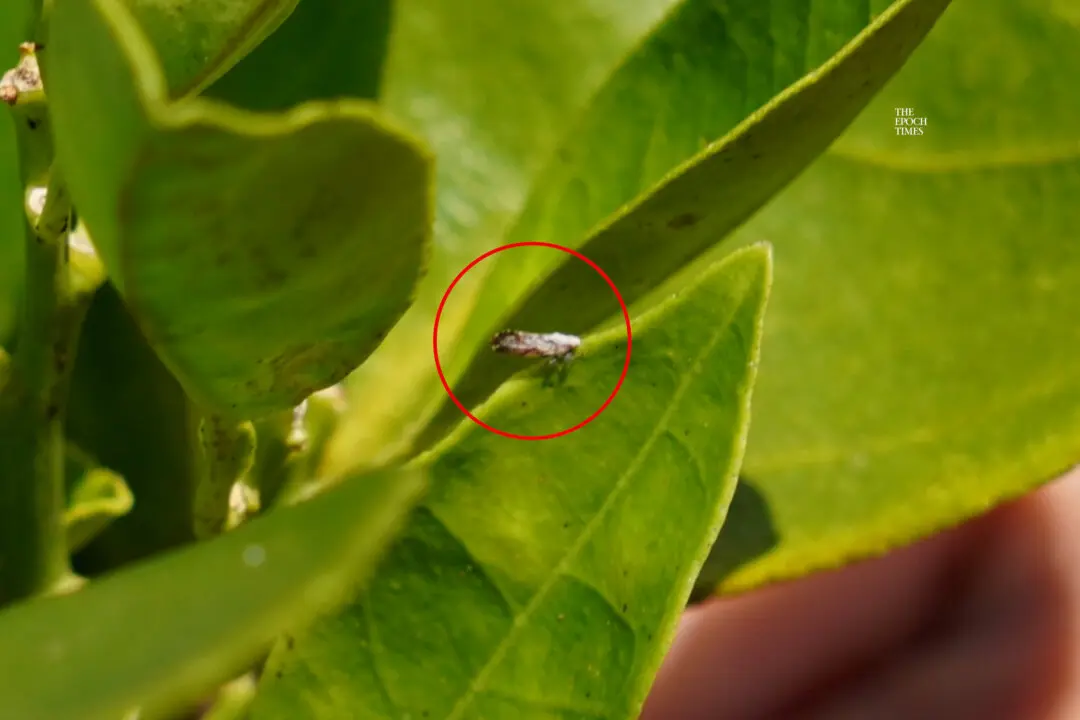 A Tiny Insect Decimated Florida’s Citrus. Here’s How Farmers Are Bouncing Back