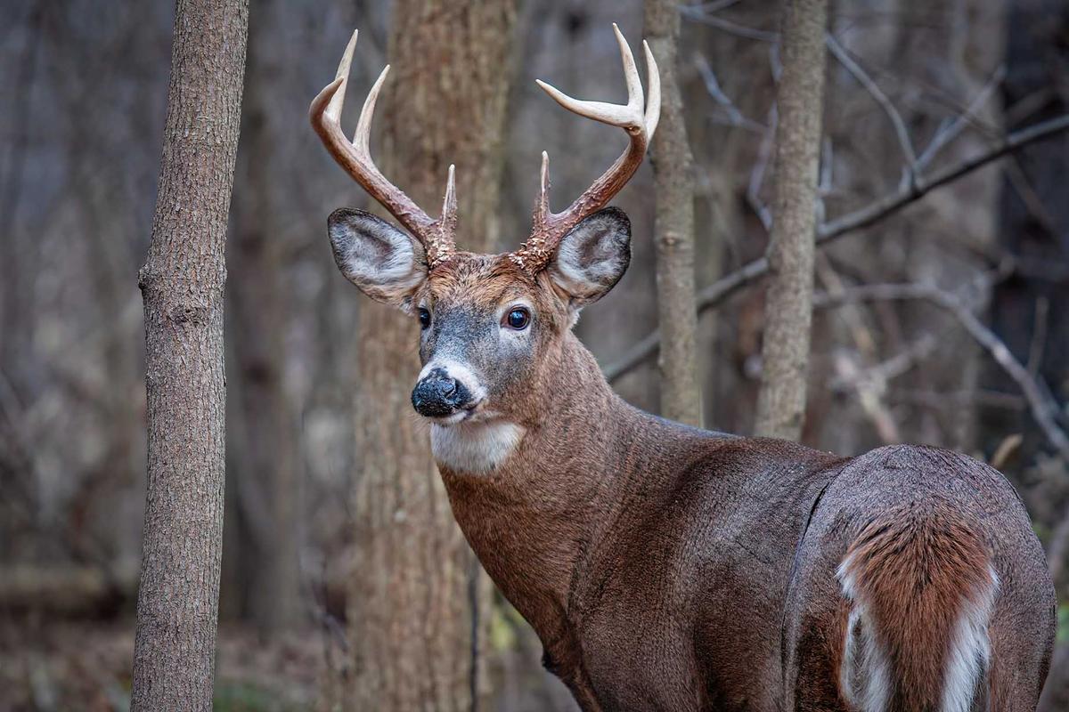 A young buck displays an impressive set of antlers. (Shuterstock/Jim Cumming)