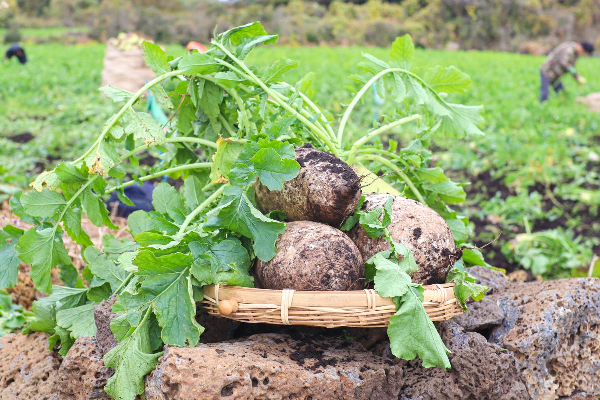 Jeju Winter Radish: A Crop Defined by What Winter Refuses to Let Grow