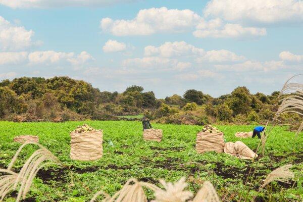 Harvested Jeju winter radishes rest in a field under the open sky. (Korea Radish Export Corporation)