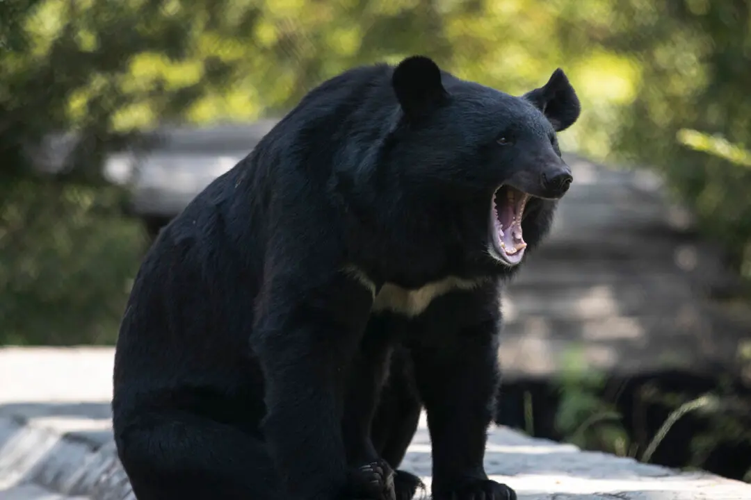 Conservation Officers in BC Remove Metal Stove Pipe Stuck on Bear’s Head
