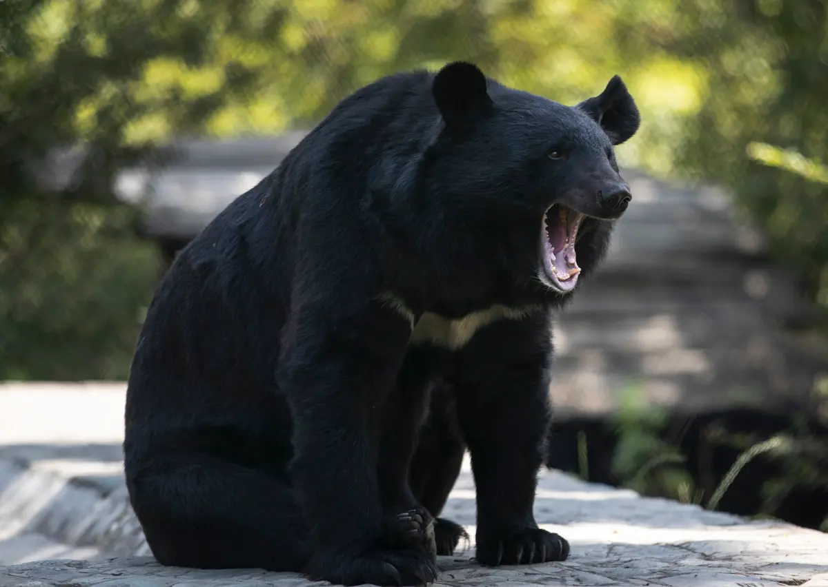 Conservation Officers in BC Remove Metal Stove Pipe Stuck on Bear’s Head