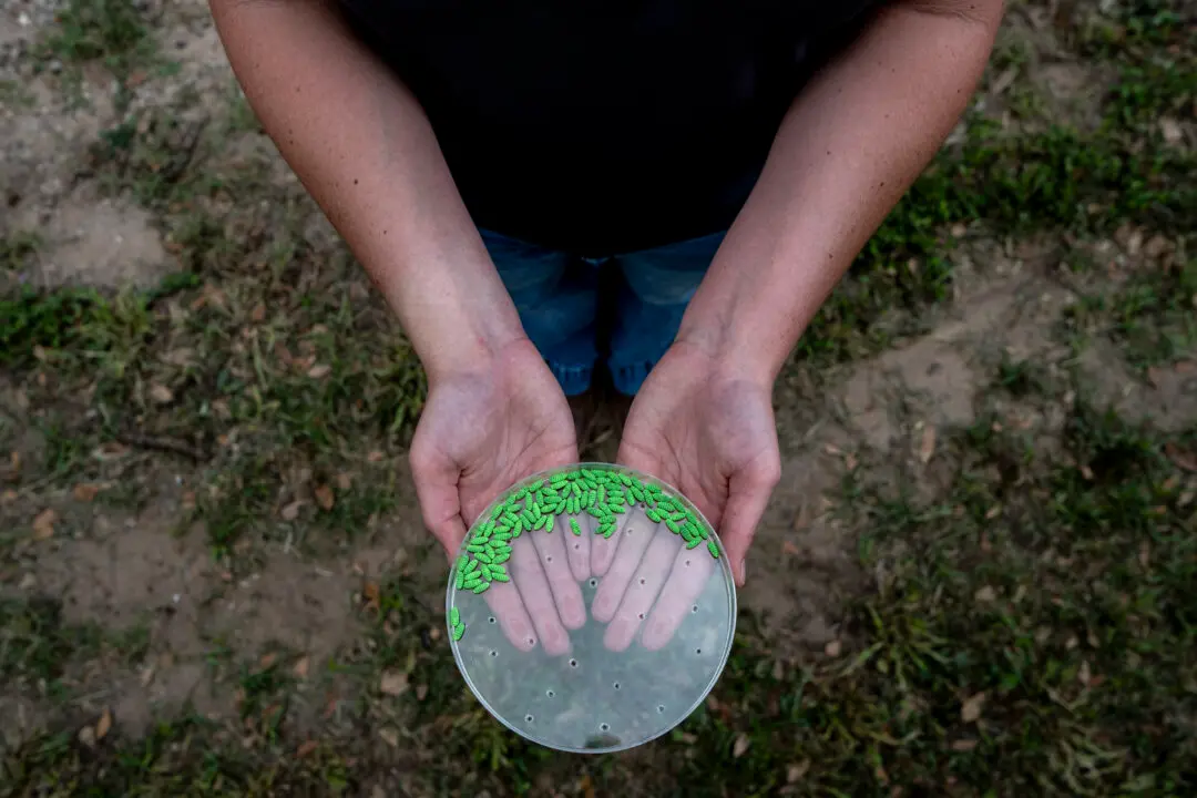 Giant Texas Sterile Fly Facility for Combating Flesh-Eating Screwworm to Open Spring 2027