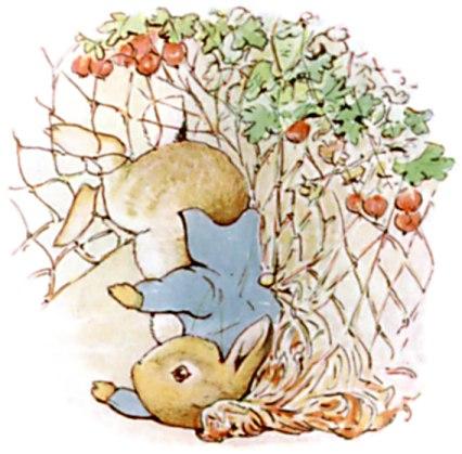 "Peter Rabbit Caught in a Gooseberry Net" from "The Tale of Peter Rabbit," dated 1902, by Beatrix Potter. (Public Domain)