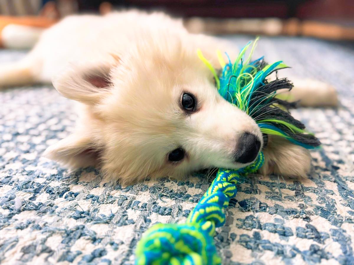 A New Leash on Life: How Neglected Samoyeds Found Forever Homes