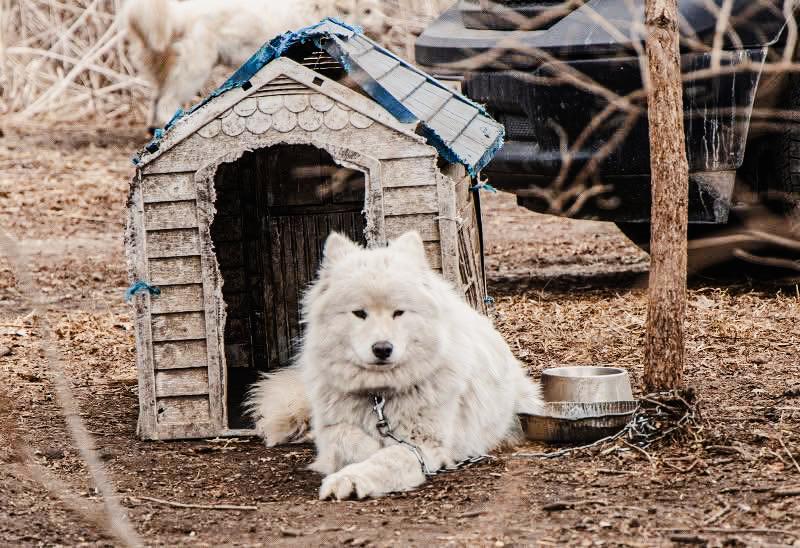 One of the males, chained up next to the shelter he was given. Many didn’t even have that. (Timothy Gebhart)