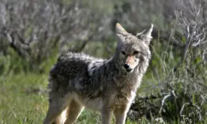 Police Issue Warning After Second Child Attacked by Coyote in Southern Ontario
