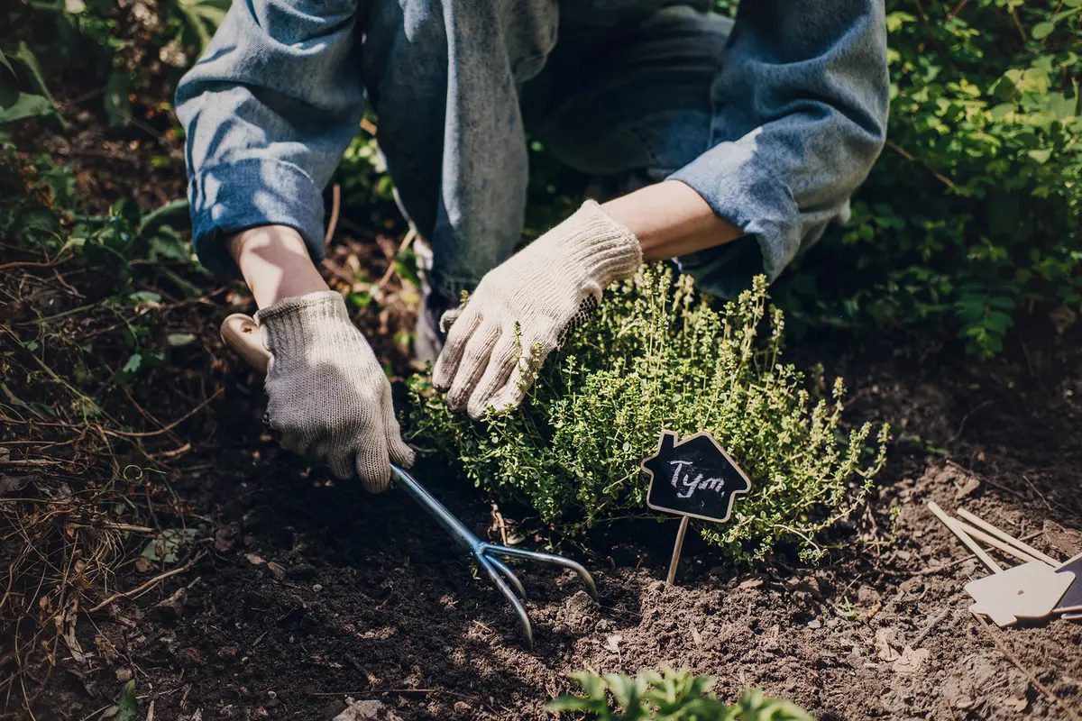 Loosening the soil improves drainage. (Iryna Khabliuk/Getty Images)
