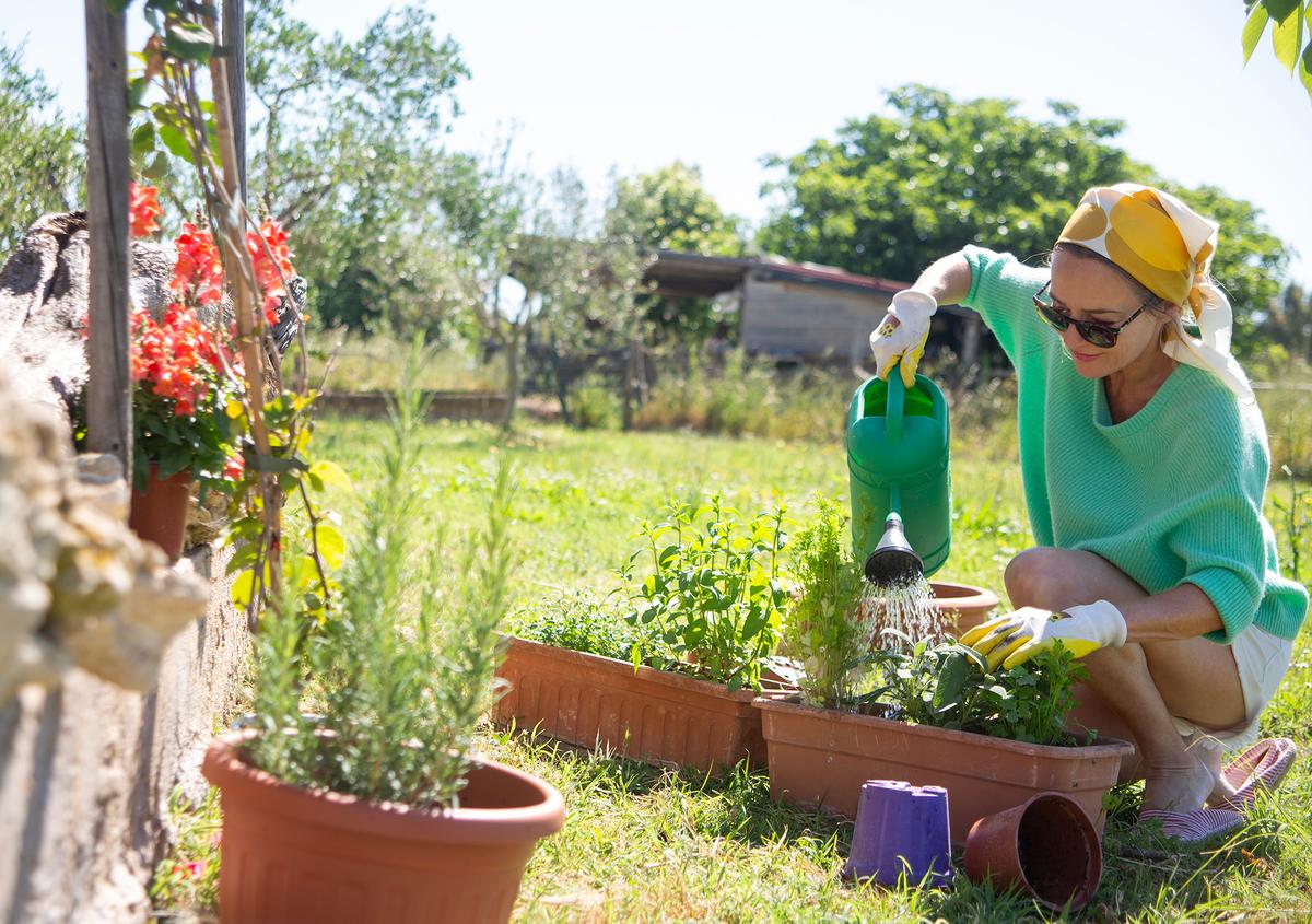 Container plants typically require more watering than those planted in the ground. (Kathrin Ziegler/Getty Images)