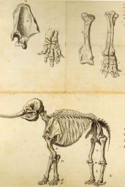 Working sketch of a mastodon, circa 1801, by Rembrandt Peale. (Public Domain)