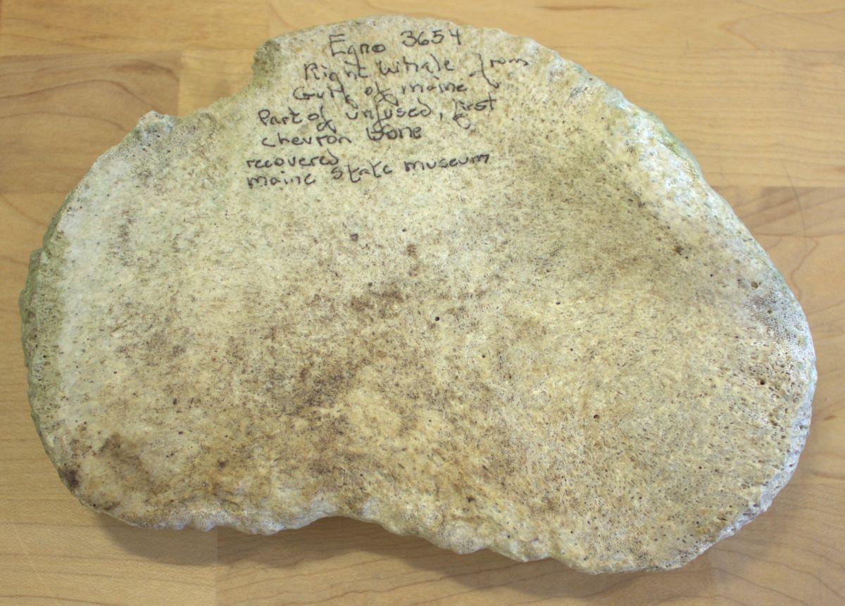 Maine's contribution to the America250 time capsule is this bone from the North Atlantic right whale found off the coast of the Gulf of Maine. (Courtesy of America250)